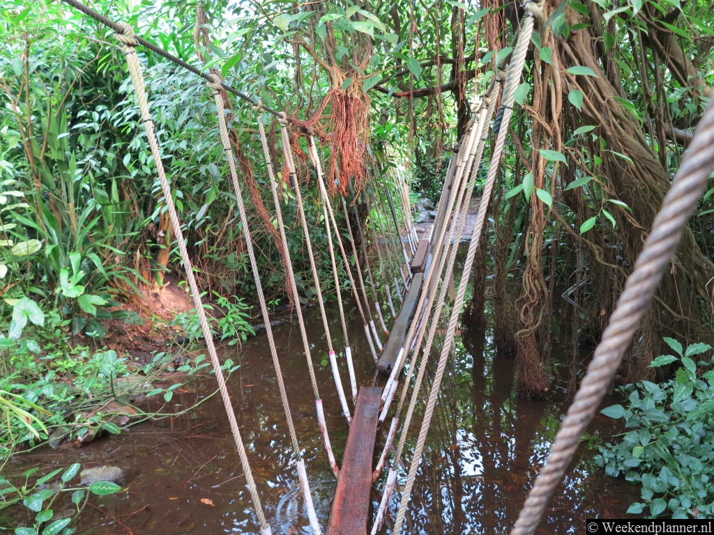 U loopt door de Bush over smalle paden. Ook zijn er trappen en klimpaden waarmee u hoog in de Bush kunt komen. Op de foto  ziet u een soort loopbrug. 